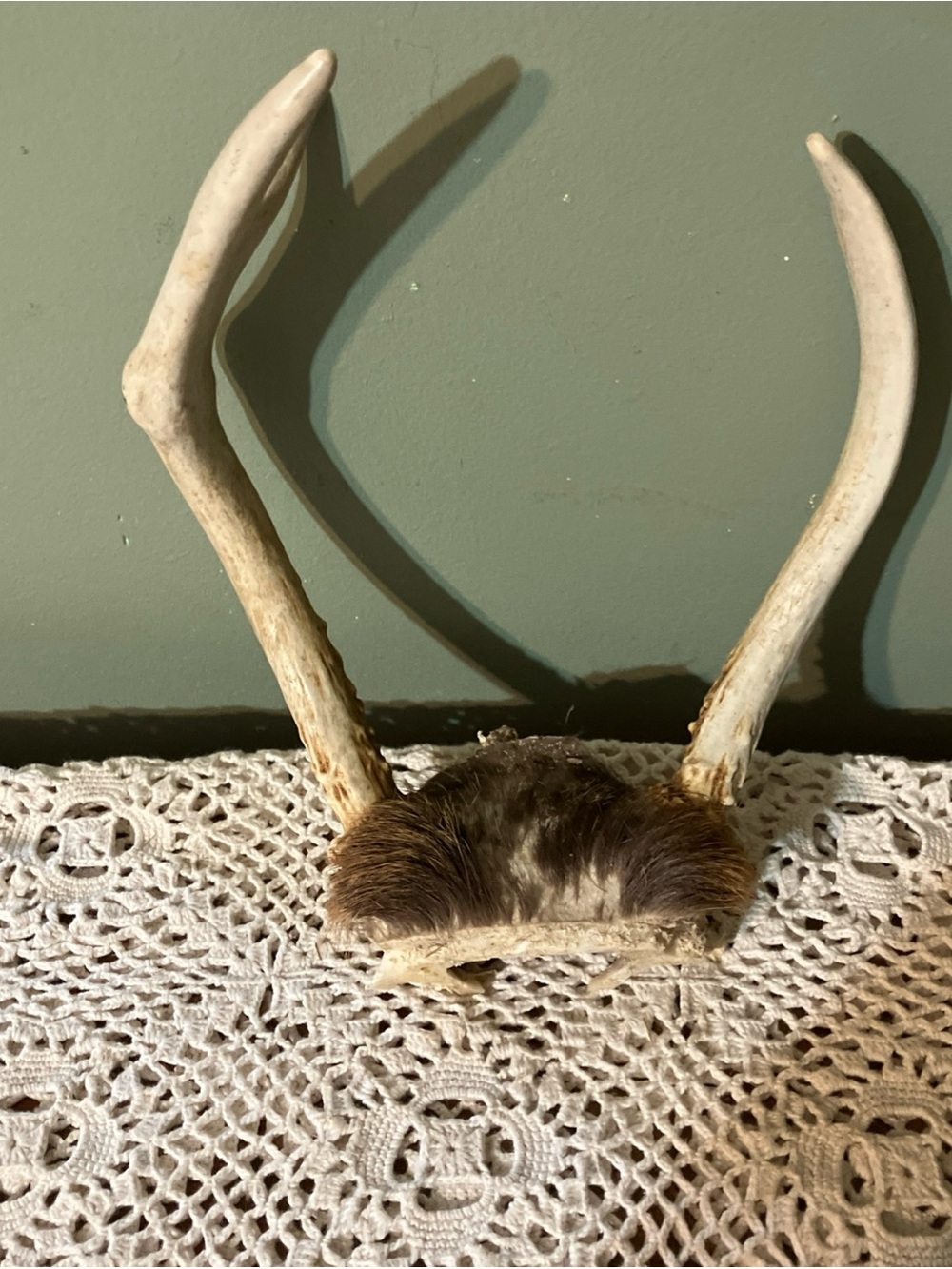 3 Point Real Whitetail Deer Antlers And Scull Cap Taxidermy Crafts More